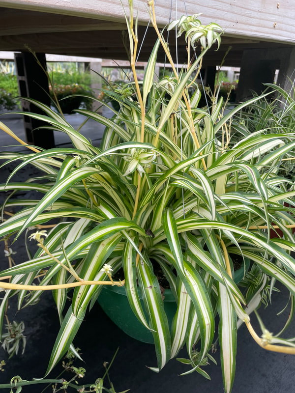 Airplane Plant - Chlorophytum (aka. Spider Plant)