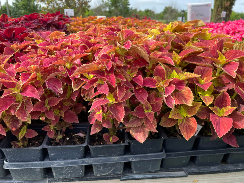 Alabama Coleus