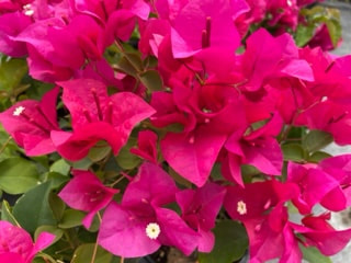 Barbara Karst (Pink) Bougainvillea