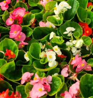 Mix Green Leaf Begonias