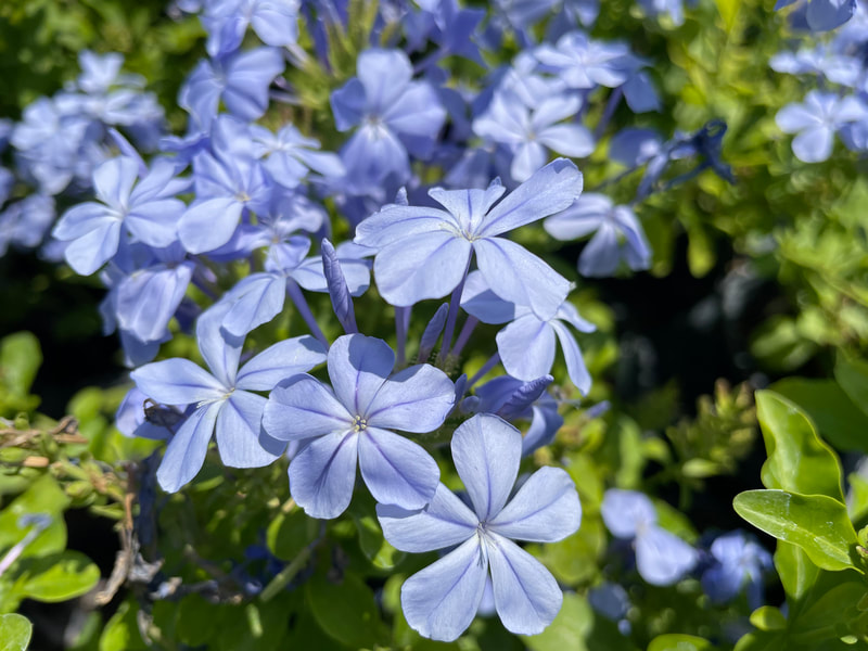 Imperial Blue Plumbago