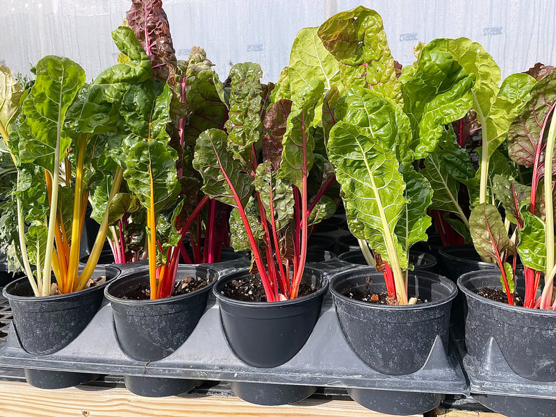 Bright Lights Swiss Chard