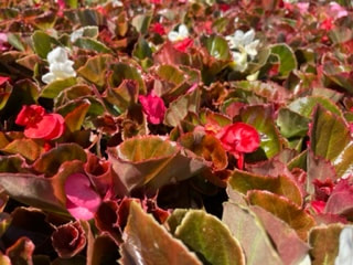 Mix Bronze Leaf Begonias