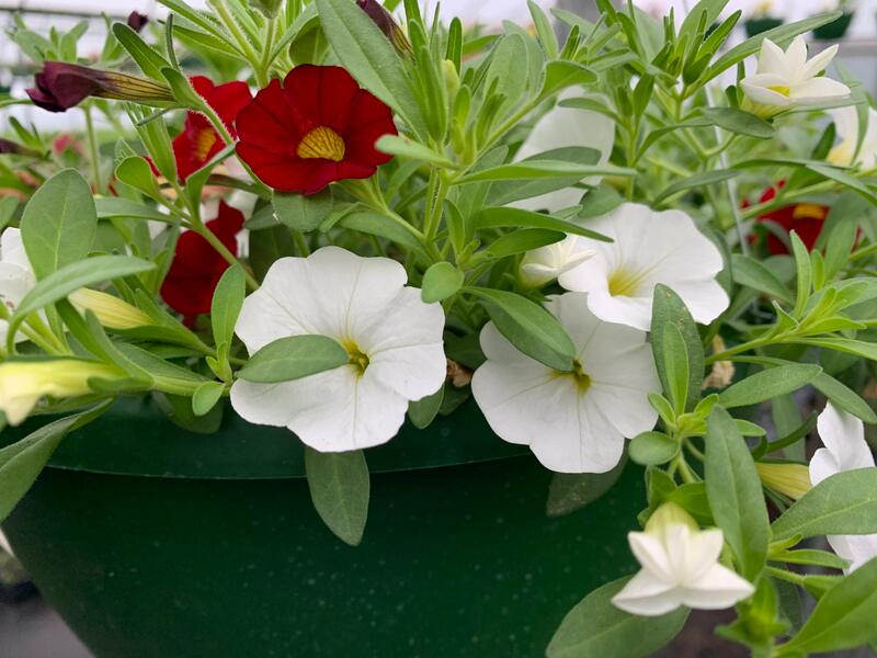 Red & White Calibrachoa