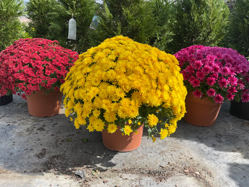 Various Colors of Chrysanthemums