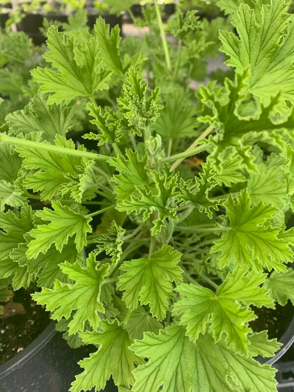 Citronella - Mosquito Plant