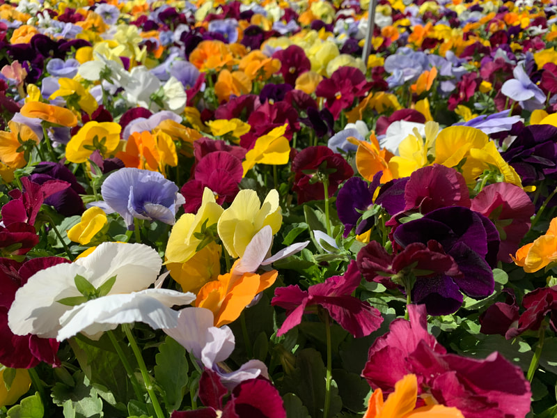 Matrix Mix Pansies