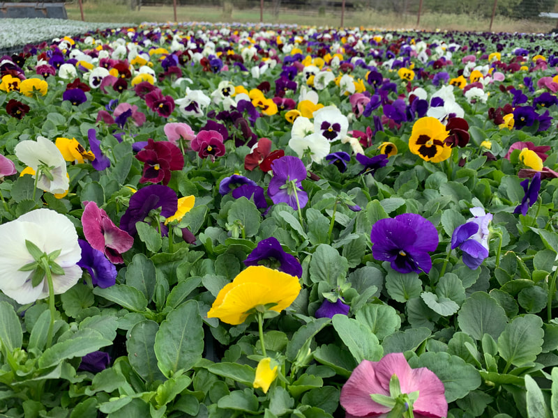 Mix Colossus Pansies