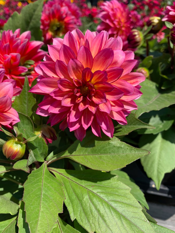 Pink Dahlia