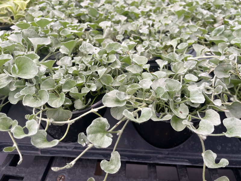 Pony's Foot Dichondra (aka. Silver Nickel Vine)