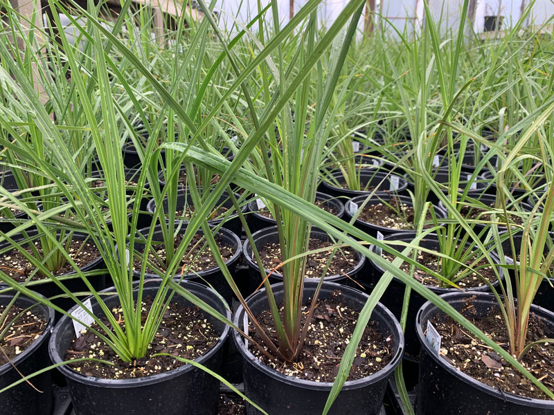 Green Spike, Dracaena Indivisa