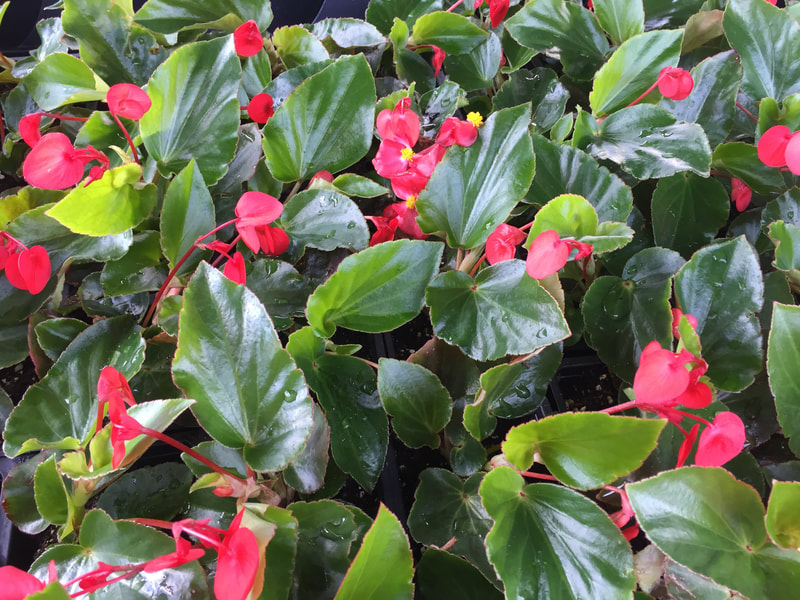 Red Dragonwing Begonias