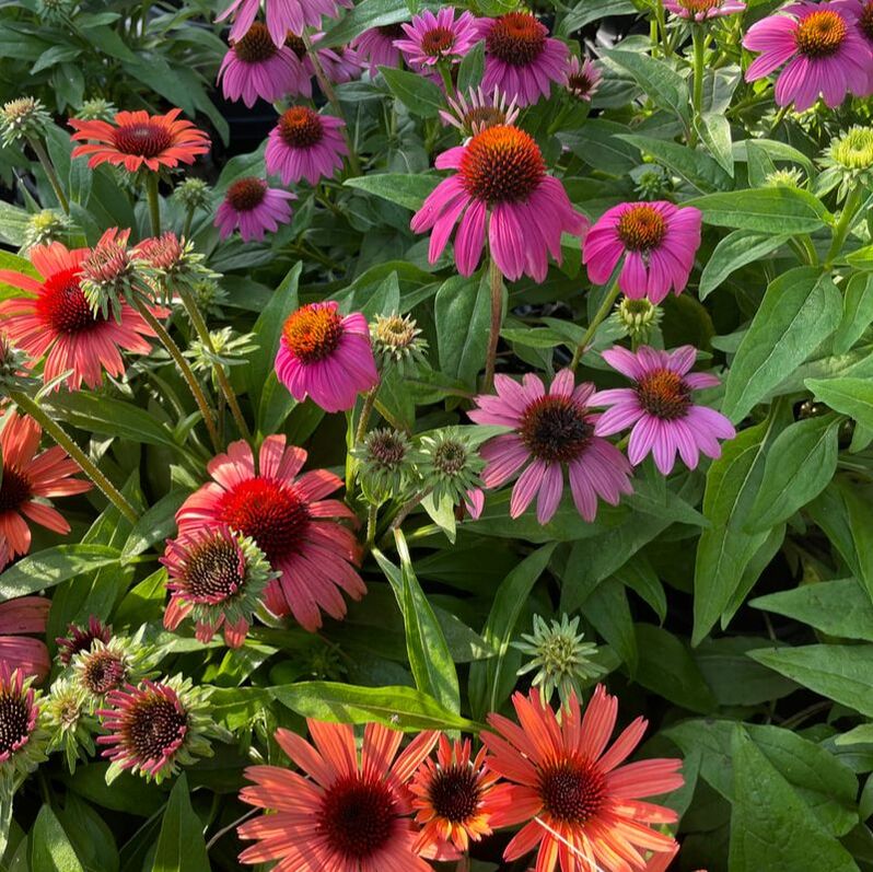 Picture: Color Crop Nursery Echinacea (Coneflower)