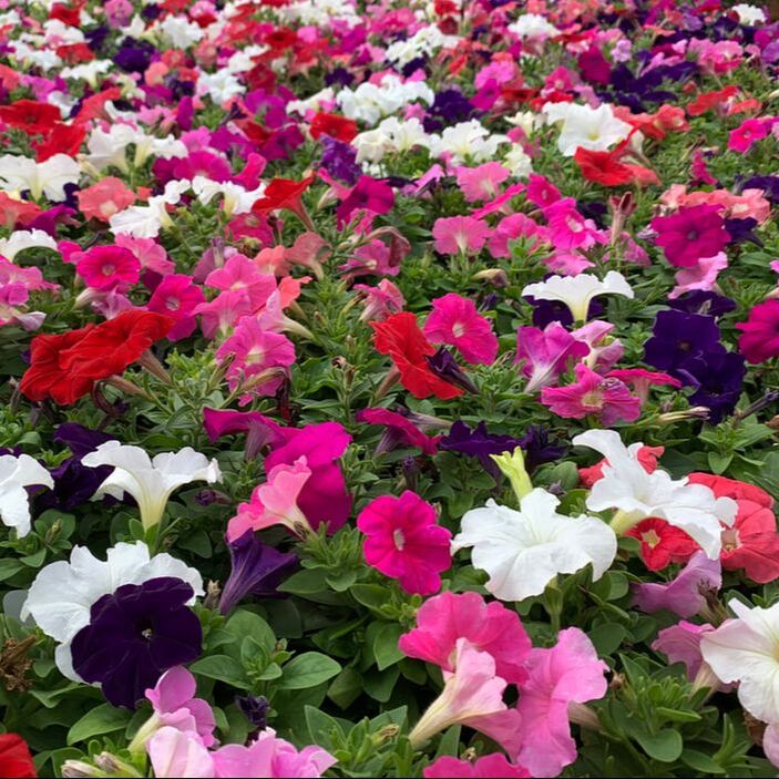 Picture: Color Crop Nursery Petunias Mix