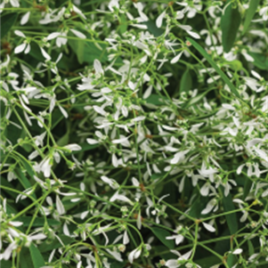 White Euhorbia