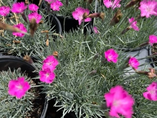 Firewitch Dianthus