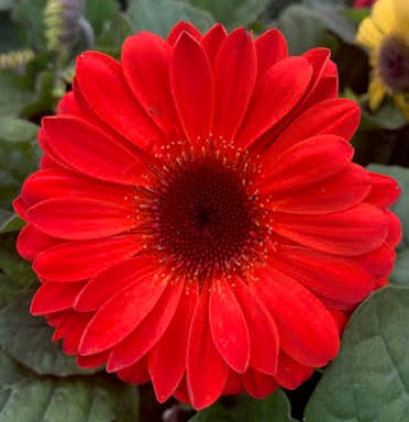 Red Gerber Daisy