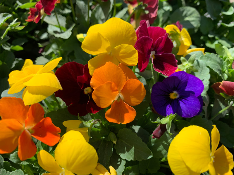 Jewel Mix Violas