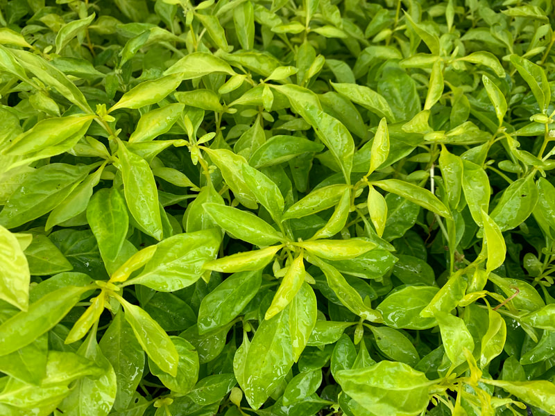 True Yellow Joseph's Coat - Alternanthera