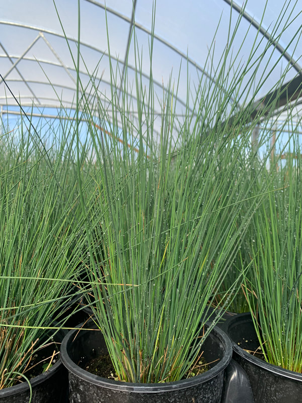 Blue Dart Juncus Grass
