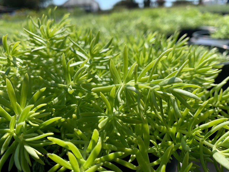 Lemon Ball Sedum