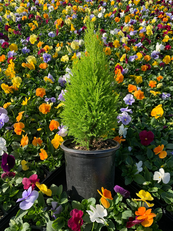 Lemon Cypress surrounded by Matrix Mix Pansies