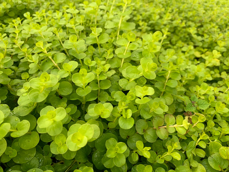 Lysimachia Goldii (aka. Creeping Jenny, Goldilocks)