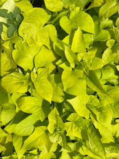 Ornamental Green Sweet Potato Vine - Ipomoea Marguerite