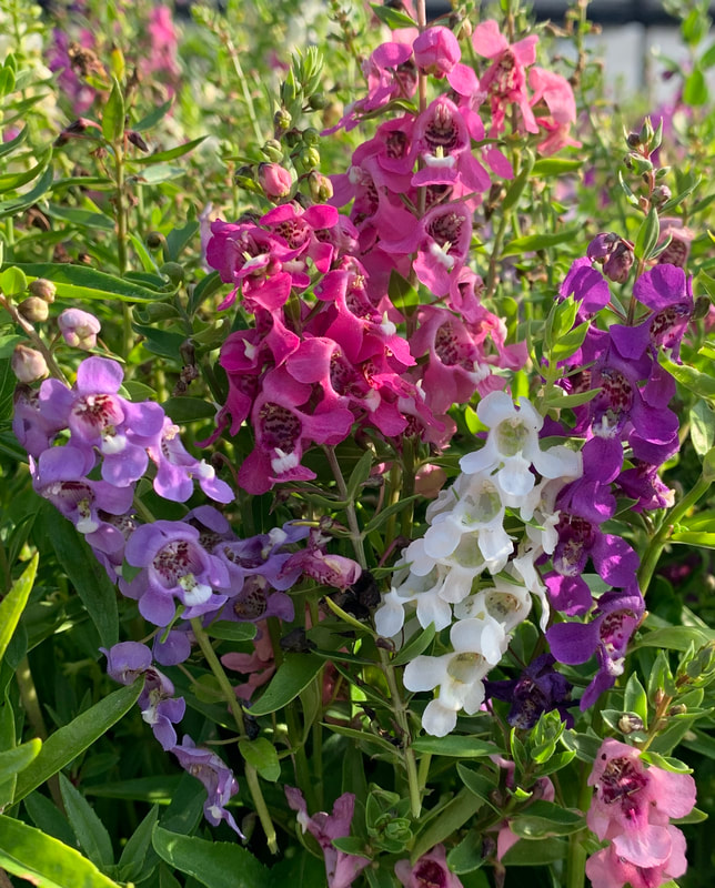 Mix Angelonia