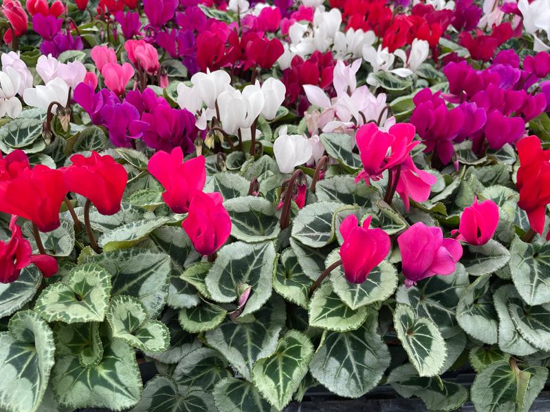 Mix Cyclamen