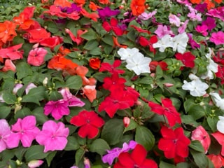 Mix Impatiens