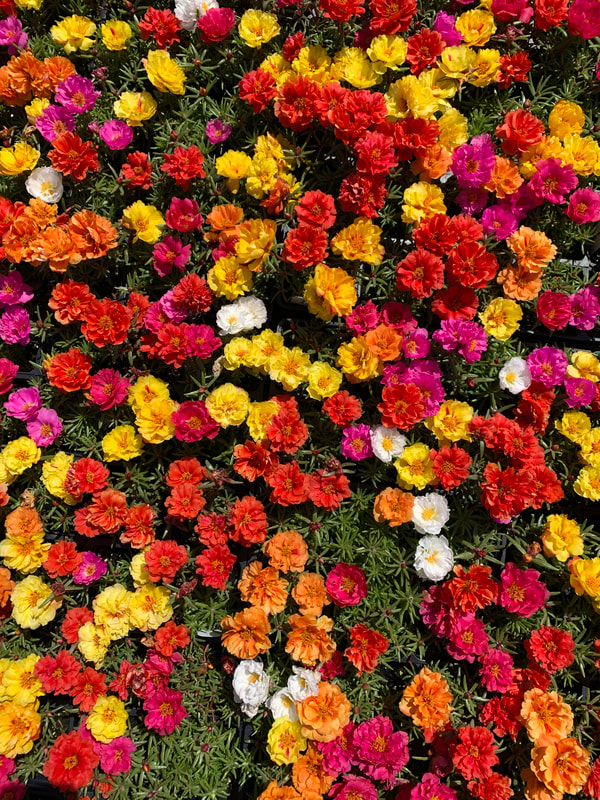 Mix Moss Rose - Portulaca Happy Hour