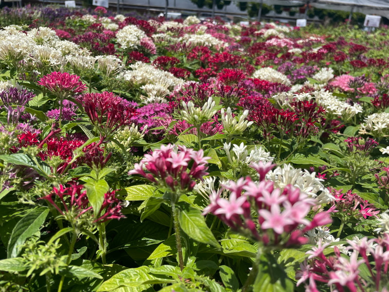 Mix Pentas
