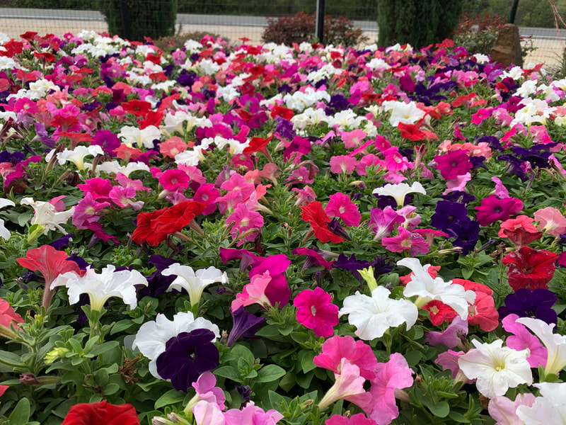 Mix Petunias
