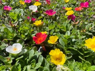 Mix Purslane - Portulaca Pazzaz Mix