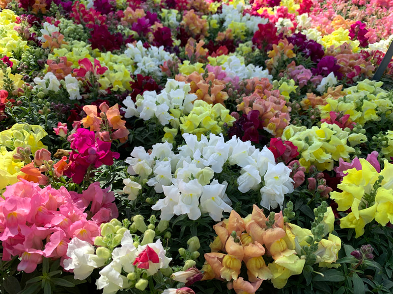 Mix Snapdragons