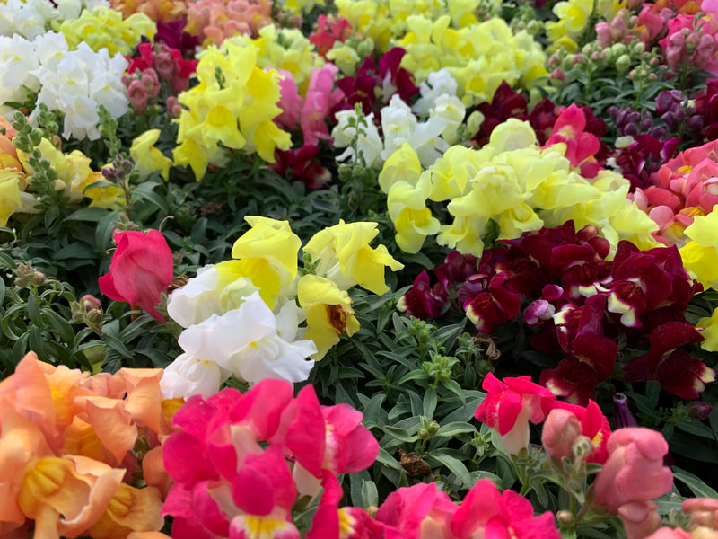 Mix Snaptini Snapdragon