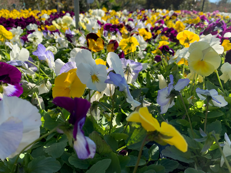 Mix Trailing Pansies