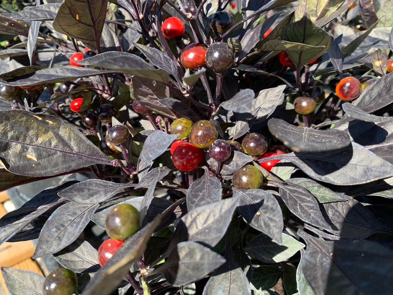 Ornamental Pepper