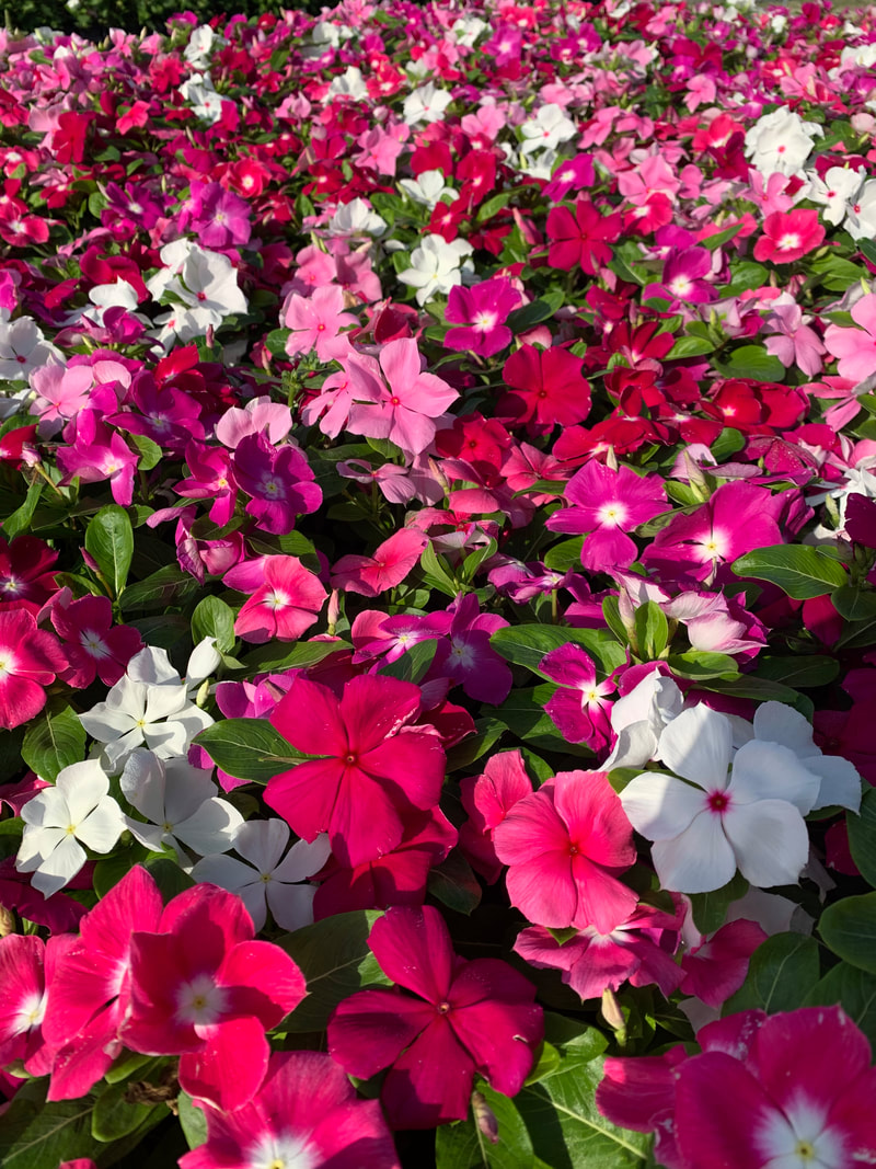 Picture: Color Crop Nursery Mix Periwinkles (Vinca)