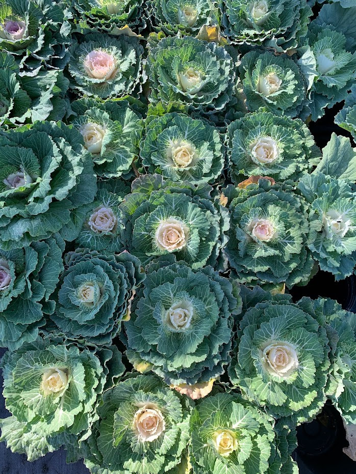 White Pigeon Cabbage