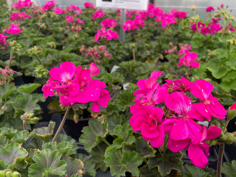 Dark Pink Zonal Geranium