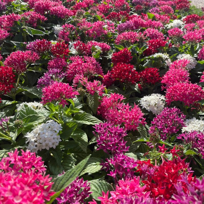 Picture: Color Crop Nursery Pentas, Graffitti Mix