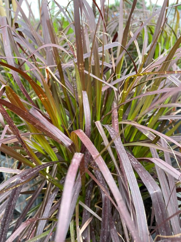Purple Fountain Grass - Pennisetum rubrum