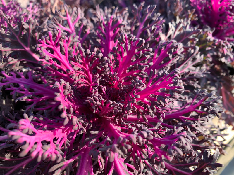 Red Peacock Kale