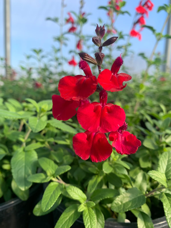 Red Salvia Greggii