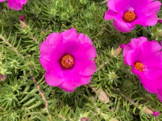 Samba Moss Rose - Portulaca Samba Rose
