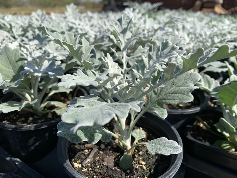 Silverdust Dusty Miller