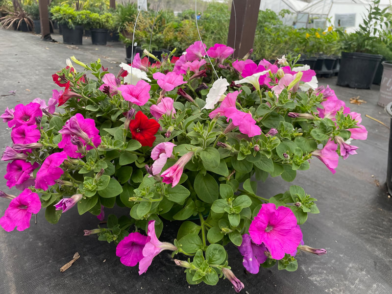 Trailing Wave Petunia Hanging Basket