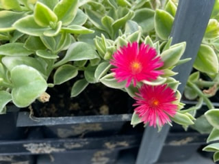 Variegated Ice Plant - Aptenia cordiflora variegata